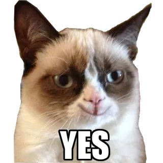 👍 Grumpy Cat YES gato, gruñón, meme, sí, animal whatsapp sticker