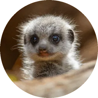 🐭 сурикат, животное, милый, дикая природа, млекопитающее, портрет telegram sticker