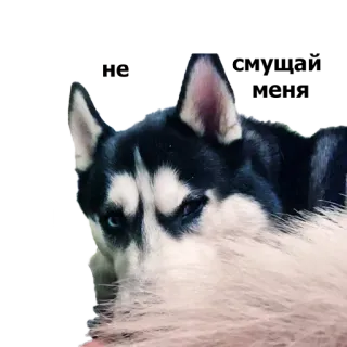 😳 husky, dog, animal, pet, mammal, domestic animal whatsapp sticker