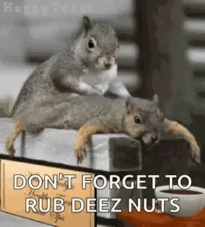 😣 DON'T FORGET TO RUB DEEZ NUTS squirrel, nuts, rub, meme, funny whatsapp sticker