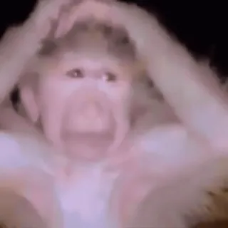 🥲 singe, animal, mème, singe, primate, drôle whatsapp sticker