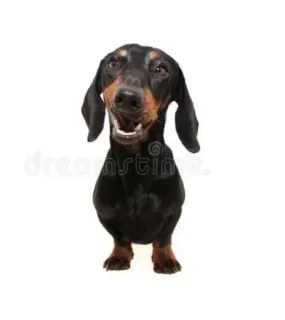 😨 cachorro, dachshund, animal, animal de estimação, fofo, filhote telegram sticker