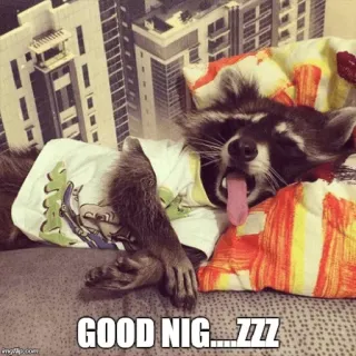 🚶 GOOD NIG....ZZZ mapache, durmiendo, ofensivo whatsapp sticker