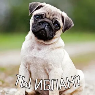 😐 ТЫ ИБЛАН? carlin, chien, animal de compagnie, animal, insulte, offensant telegram sticker