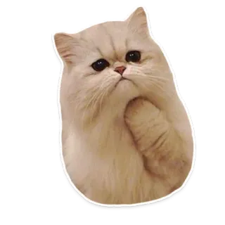 😯 gato, pensando, lindo, animal, mascota, meme telegram sticker