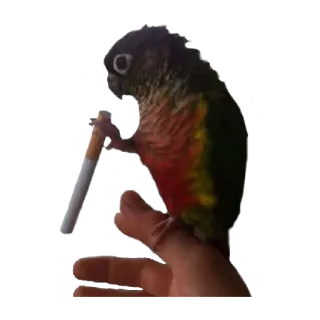 🚬 นก, นกแก้ว, สูบบุหรี่, บุหรี่, สัตว์, สัตว์เลี้ยง telegram sticker