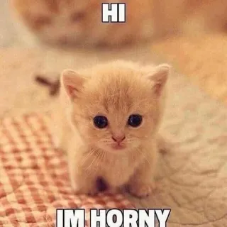 🔞 HI
IM HORNY 子猫, 猫, 動物, ユーモア, 不快, ミーム telegram sticker