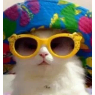 😎 chat, lunettes de soleil, chapeau, drôle, animal, mignon telegram sticker