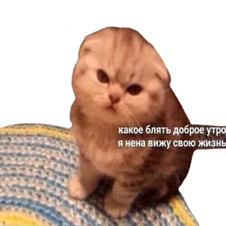 🤨 какое блять доброе утро я ненавижу свою жизнь kucing, meme, lucu, rusia, imut telegram sticker