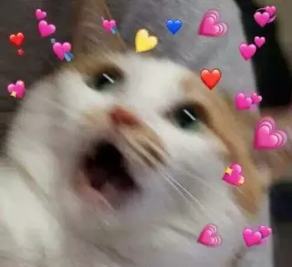 😳 gato, corações, fofo, animal, meme, amor telegram sticker