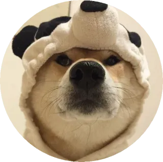🐼 개, 시바견, 팬더, 동물, 귀여운, 애완 동물, 포유류 telegram sticker