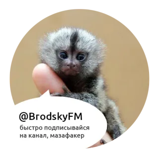 ☝️ @BrodskyFM быстро подписывайся на канал, мазафакер małpa, skurwiel, Brodsky, subskrybuj, kanał telegram sticker