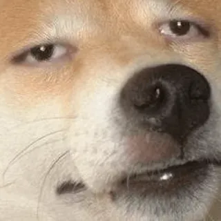 😐 개, 밈, 웃긴, 동물, 능글, 수상한 telegram sticker