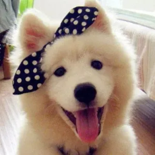 ❤️ Hund, Welpe, süß, Samojede, Haustier, Tier, Schleife, entzückend telegram sticker