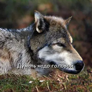 Нейроволк telegram stickers