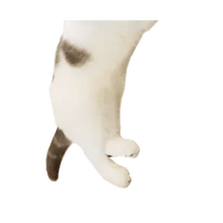 ⚪️ gato, pata, animal, blanco, mascota whatsapp sticker