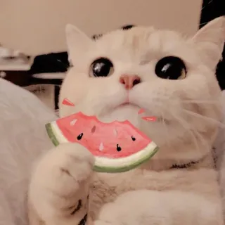 🍉 แมว, แตงโม, น่ารัก, สัตว์, สัตว์เลี้ยง, ลูกแมว telegram sticker