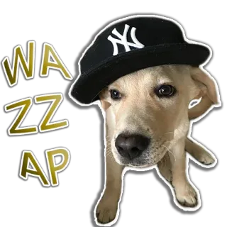 🤙 Wazzzap dog, puppy, hat, new york yankees telegram sticker