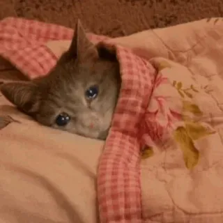 😩 gato, triste, llorando, manta, mascota, animal, lindo telegram sticker