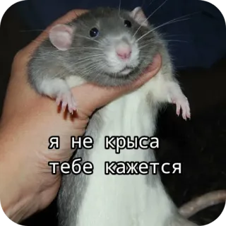 🙃 Я не крыса тебе кажется rat, animal, pet, rodent telegram sticker