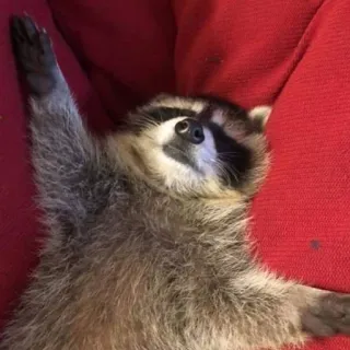 😴 mapache, animal, lindo, mamífero, fauna telegram sticker