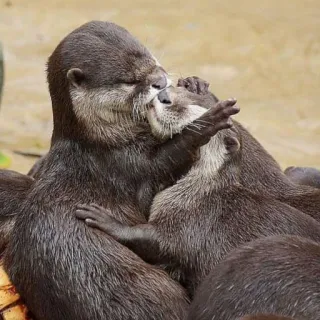 🦦 Nutrias, Animales, Abrazos, Lindo, Vida salvaje, Naturaleza, Mamíferos telegram sticker
