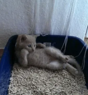 🍥 gato, gatinho, animal de estimação, animal, engraçado, fofo telegram sticker