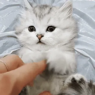 🥰 kitten, cat, cute, animal, pet, fluffy telegram sticker