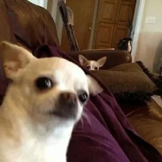 🐶 Chihuahua, Hund, Tier, süß, Haustier, Haustier, kleiner Hund telegram sticker