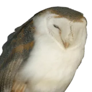 ⚽ búho, pájaro, animal, fauna, lechuza telegram sticker