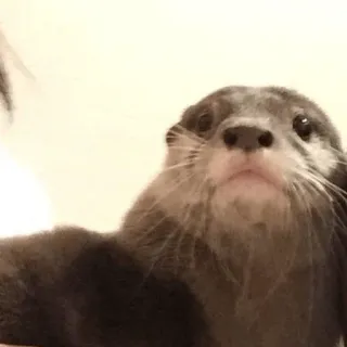 😳 loutre, animal, mignon, mammifère, faune sauvage, aquatique, portrait telegram sticker