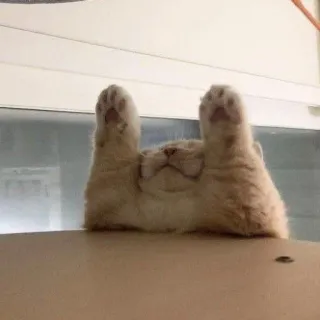 😾 猫, 面白い, 動物, ネコ科, 遊び心, 可愛い telegram sticker