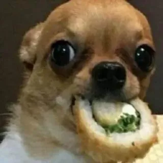 🌟 perro, chihuahua, sushi, comida, lindo, animal whatsapp sticker