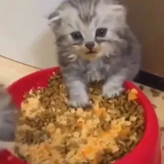 💘 kätzchen, katze, essen, süß, tier, haustier, haustier telegram sticker