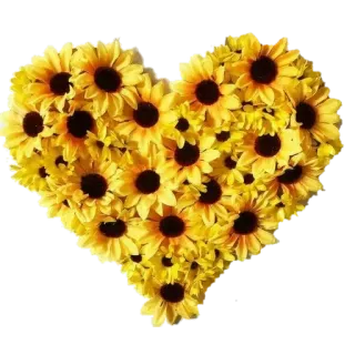 🌹 Sonnenblumen, Herz, Blumen, Blumenmuster, Gelb, Natur whatsapp sticker