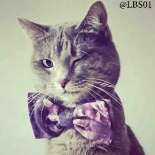 😉 @LBS01 cat, winking, bow tie, cute, pet, grey cat, animal whatsapp sticker
