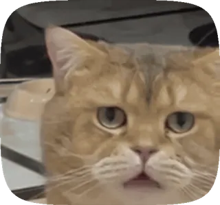 😩 kot, zwierzę, zwierzak, słodki, mem telegram sticker