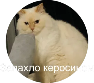 😖 Запахло керосином кот, керосин, смешной, животное, домашнее животное whatsapp sticker