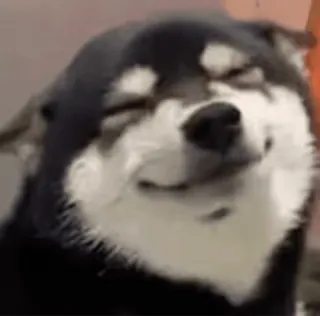 🌚 犬, 動物, ミーム, ペット, 柴犬 whatsapp sticker