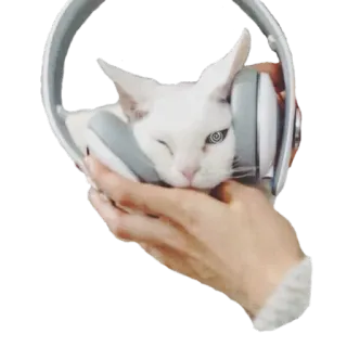 🎧 cat, headphones, animal, music, cute, pet telegram sticker