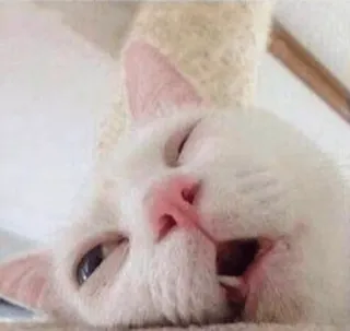 😾 gato, gato branco, animal, animal de estimação, dormindo, bocejar whatsapp sticker
