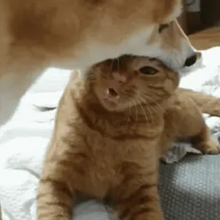 ๐ cat, dog, animals, pet, friendship, interaction telegram sticker