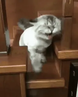😺 gato, animal, mascota, escaleras, animal doméstico, mamífero whatsapp sticker