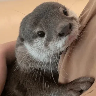 🥺 loutre, animal, mignon, mammifère, faune sauvage, animal de compagnie telegram sticker
