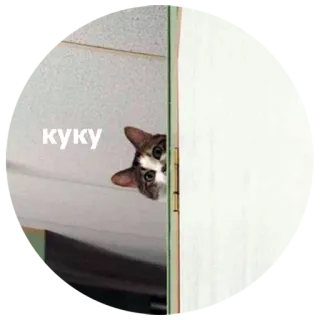 😺 куку kat, piepend, schattig, dier, verborgen whatsapp sticker