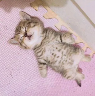 🌟 gatinho, gato, dormindo, animal, fofo, animal de estimação telegram sticker