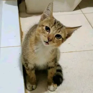 🤨 猫, 子猫, 動物, ペット, かわいい, 家畜 telegram sticker