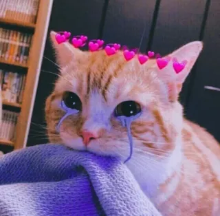 ❤ gato, triste, llorando, corazones, lindo, animal, gato naranja, mascota whatsapp sticker