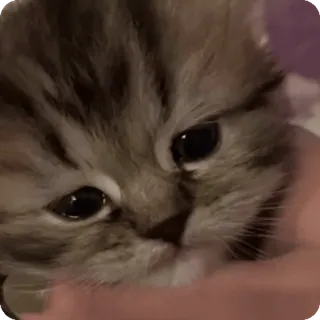 🚬 cat, kitten, cute, animal, pet, domestic, feline telegram sticker