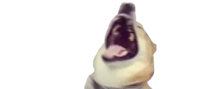 ✨ cane, sbadiglio, animale, meme telegram sticker